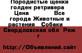 Породистые щенки голден ретривера › Цена ­ 25 000 - Все города Животные и растения » Собаки   . Свердловская обл.,Реж г.